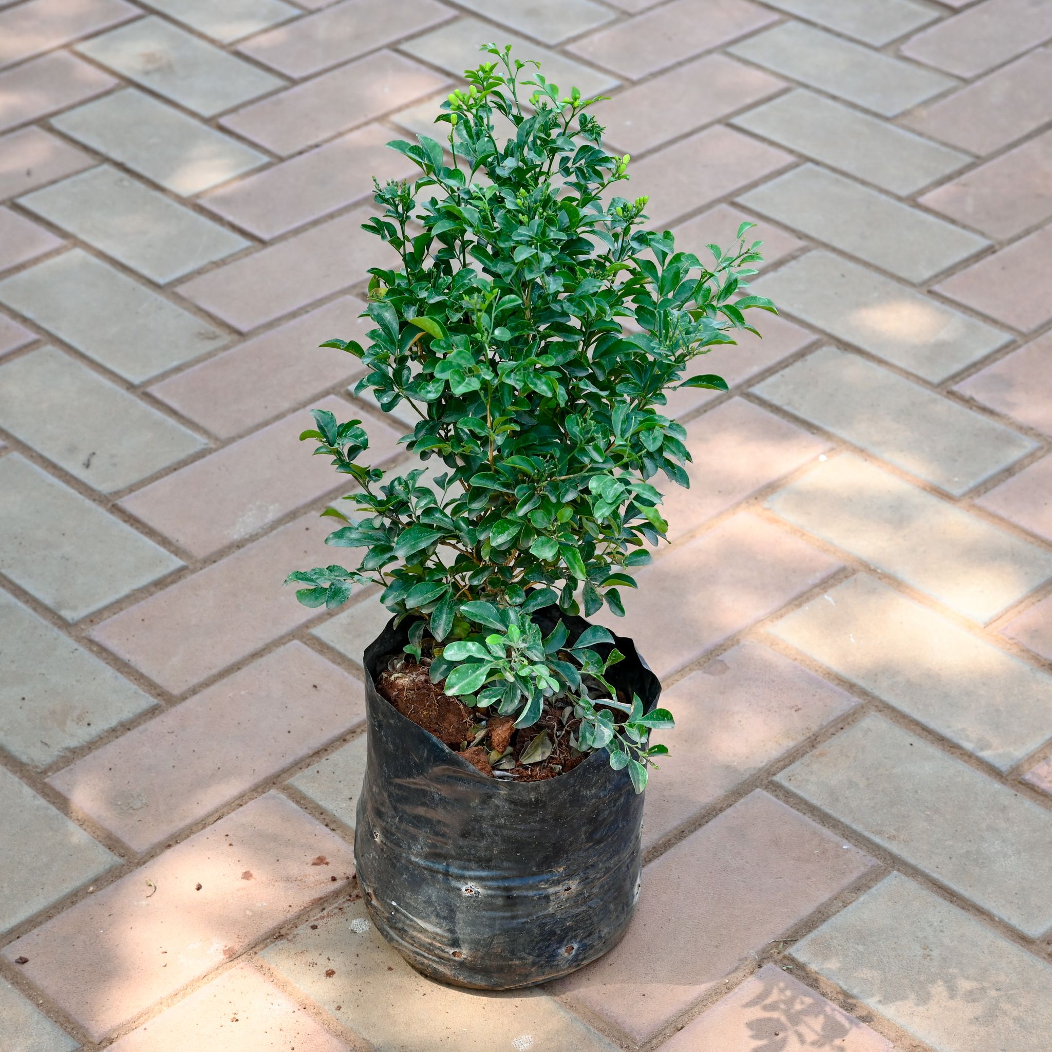 Madhu Kamini / Murraya in 8 Inch Nursery Bag