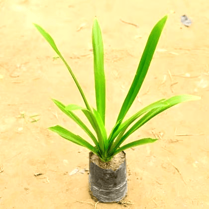 Spider Lily in 4 Inch Nursery Bag