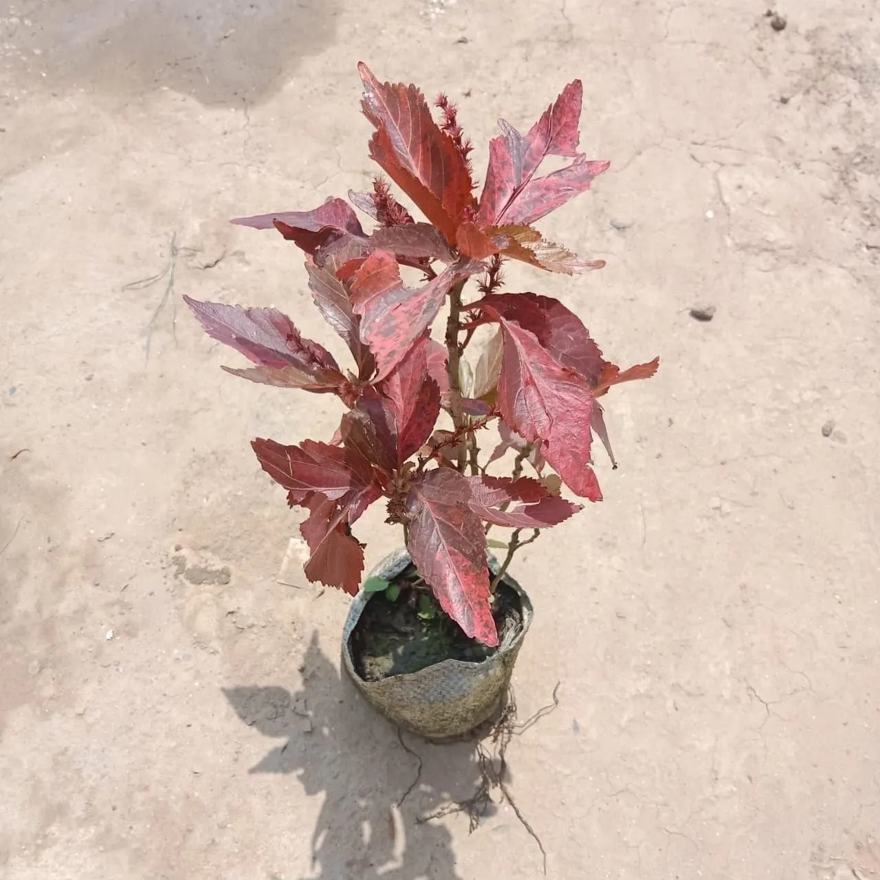 Acalypha Red in 4 Inch Nursery Bag