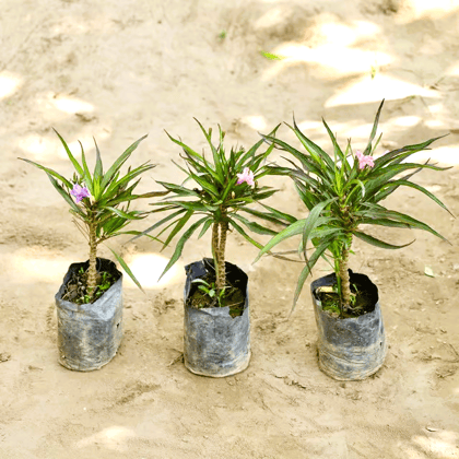 Set of 3 - Ruellia / Mexican Petunia  in 4 Inch Nursery bag