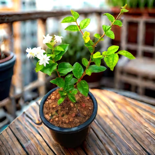 Mogra / Motia Jasmine all season pune variety in 6 Inch Nursery Pot