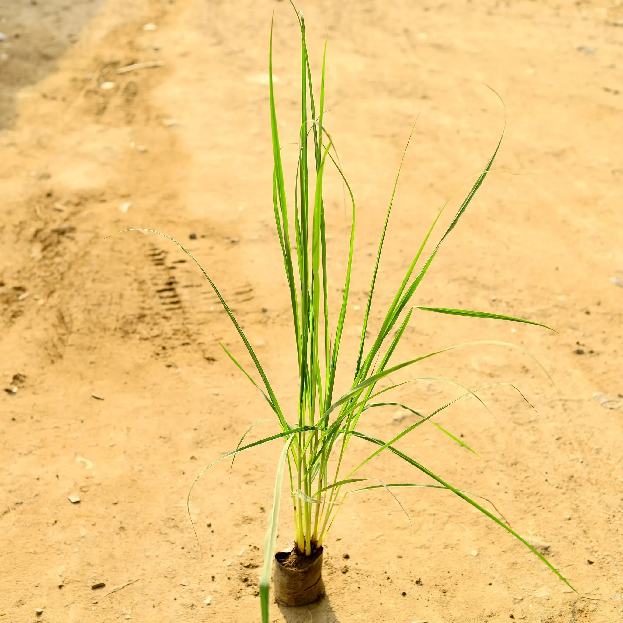 Lemon Grass (~2 Ft) in 4 Inch Nursery Bag
