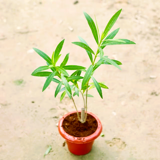 Kaner / Oleander Pink in 6 Inch Classy Red Plastic Pot