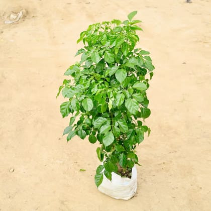 Radermachera / China Doll (~ 2 - 3 Ft) in 12 Inch Nursery Bag