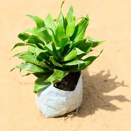 Dracaena Compacta in 4 Inch Nursery bag