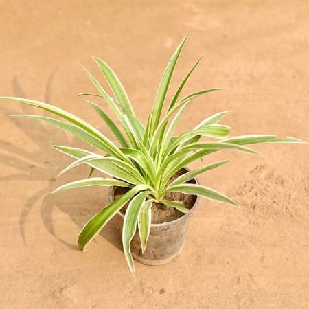 Spider Plant in 5 Inch Nursery Pot