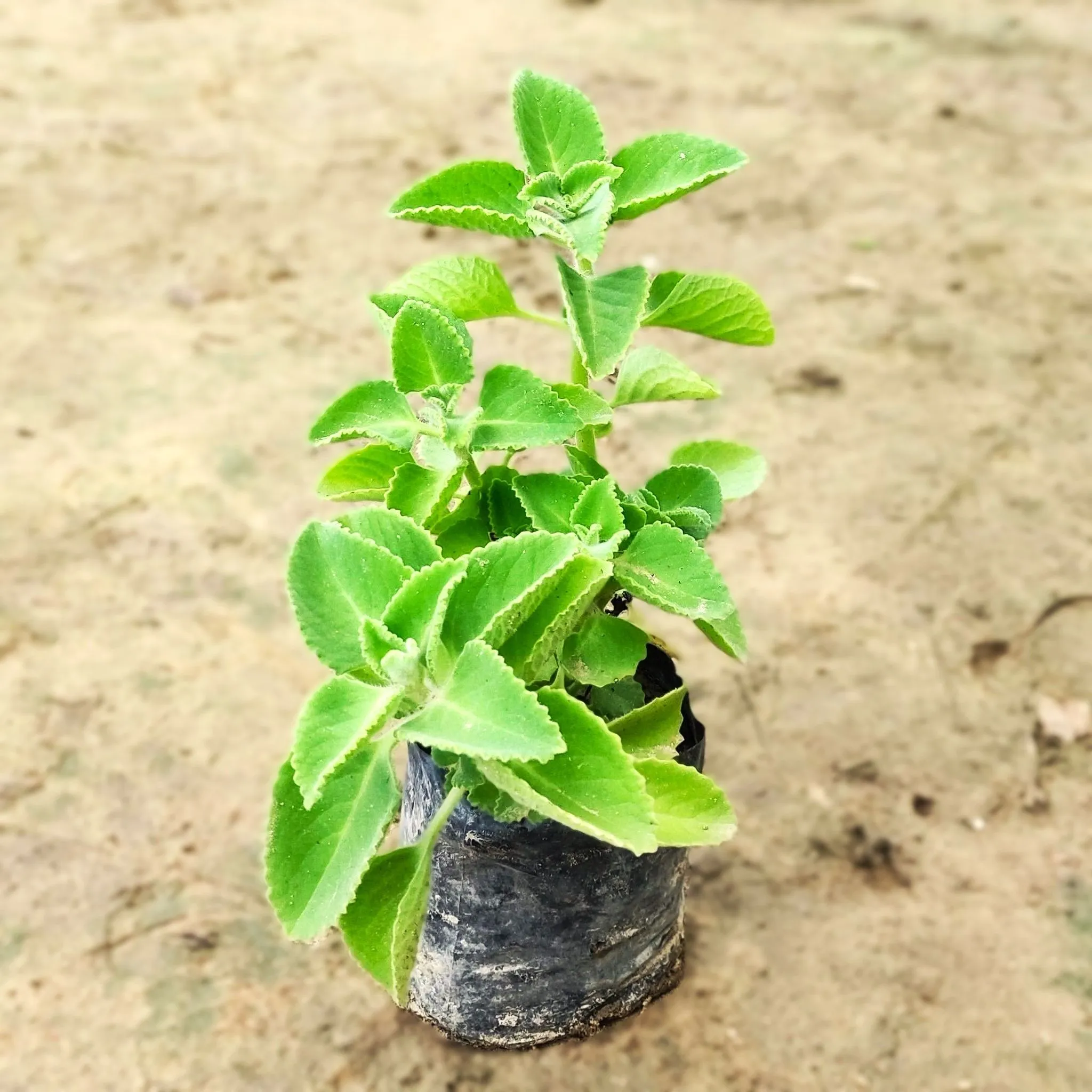 Ajwain in 4 Inch Nursery Bag