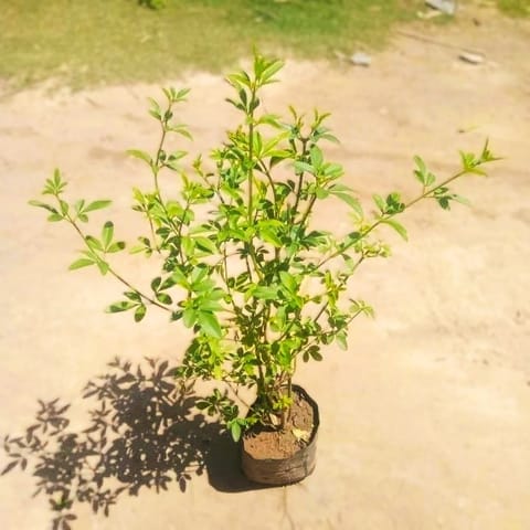 Chameli (Any Colour) in 4 Inch Nursery Bag