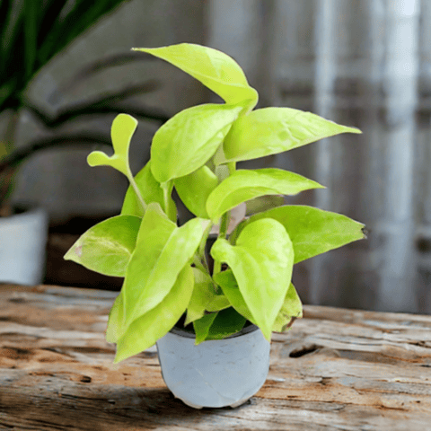 Money Plant Golden in 4 Inch Nursery Pot