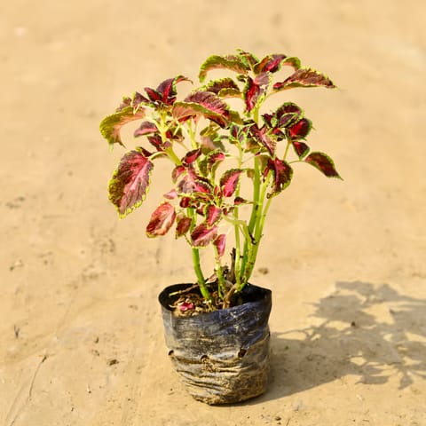 Coleus Red (Any Design) in 4 Inch Nursery Bag