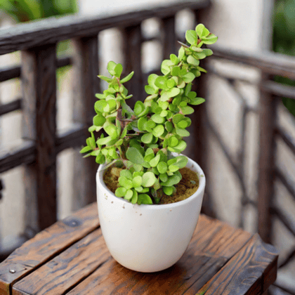 Gift Ready - Jade in 4 inch Classy White Cup Ceramic Pot Wrapped in Lovely Gift Bag For Your Loved Ones