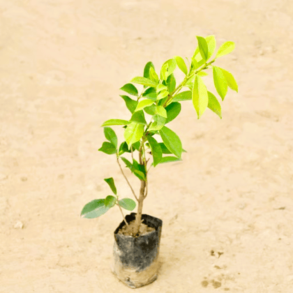 Ficus Panda in 5 Inch Nursery Bag