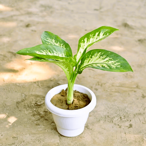 Dieffenbachia in 8 Inch Classy White Plastic Pot