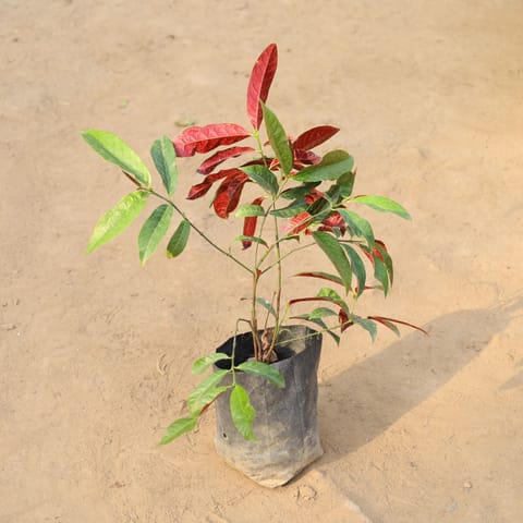 Laila Majnu / Excoecaria cochinchinensis in 4 Inch Nursery Bag