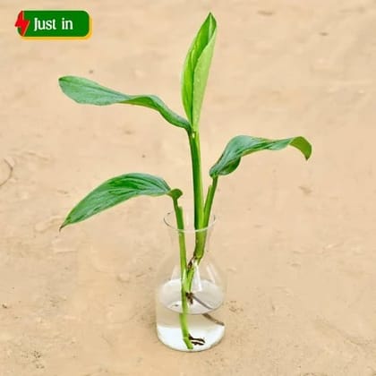 Philodendron in 6 Inch Glass Pot