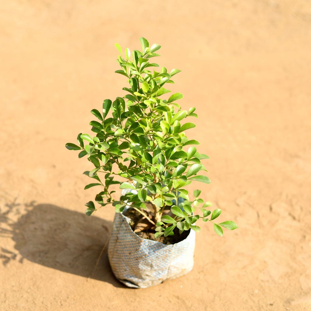 Madhu Kamini / Murraya (any colour) in 4 Inch Nursery bag