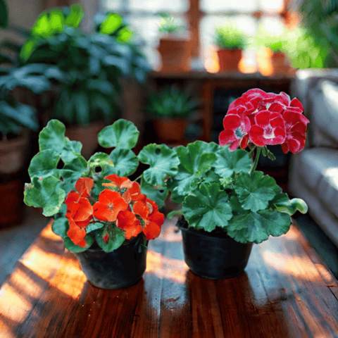 Set of 2 - Geranium (Red & Pink) in 5 Inch Nursery Pot