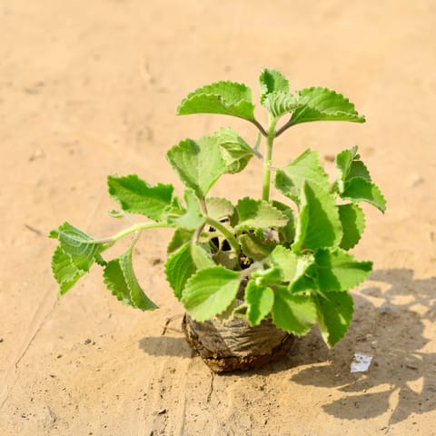 Ajwain in 4 Inch Nursery Bag