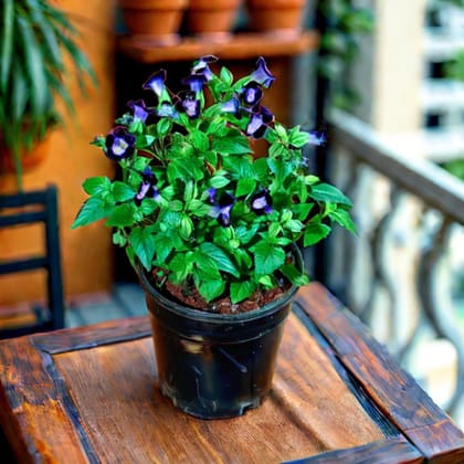 Torenia / Wishbone Purple in 4 Inch Nursery Pot