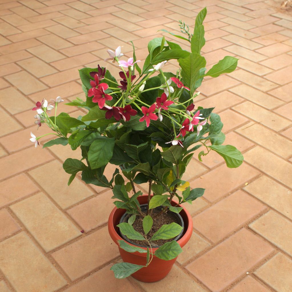 Madhu Malti / Rangoon Creeper in 7 Inch Terracotta Red Classy Plastic Pot