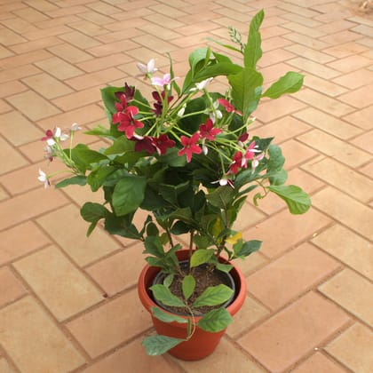 Madhu Malti / Rangoon Creeper in 7 Inch Terracotta Red Classy Plastic Pot