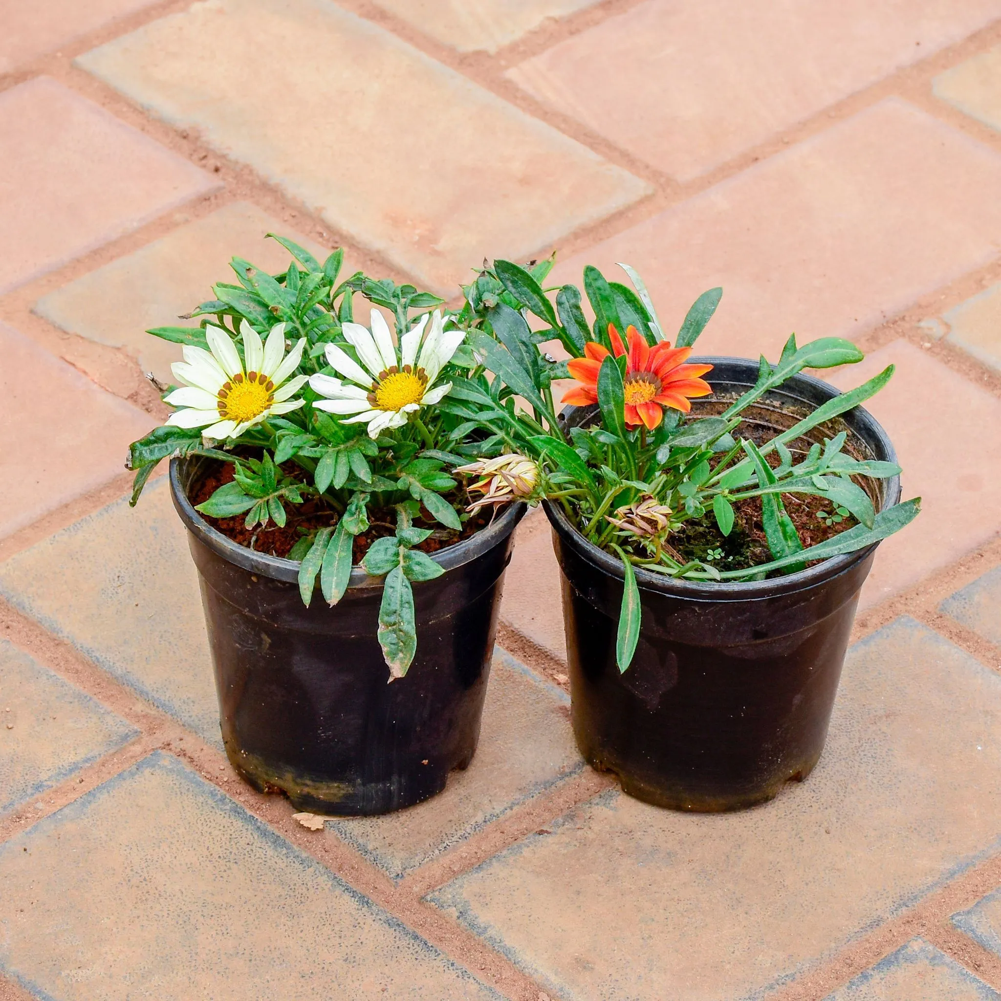 Set of 2 - Gazania (White & Orange) in 5 Inch Nursery Pot