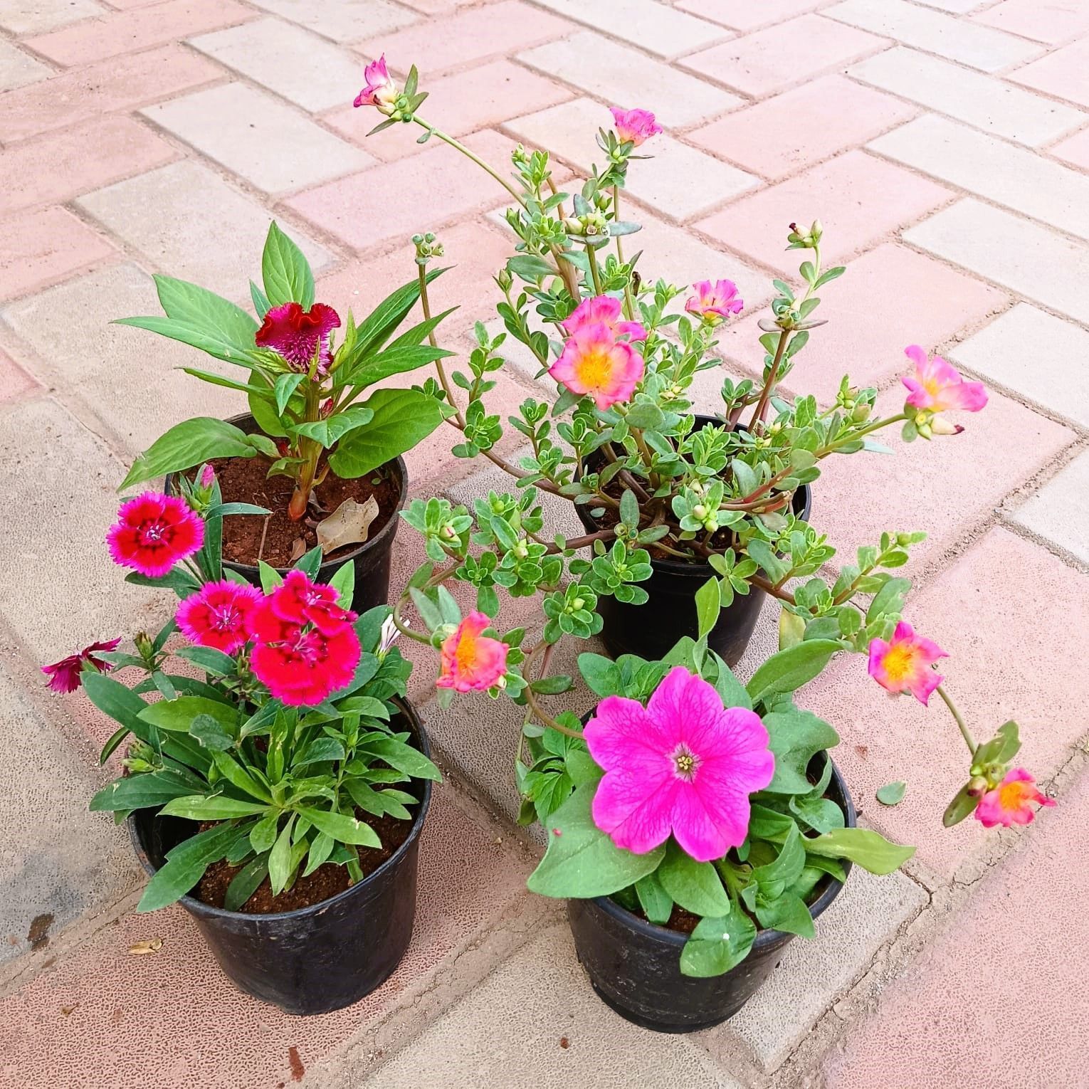 Set of 4 - Petunia, Celosia / Cockscomb, Portulaca Moss Rose & Dianthus (any colour) in 4 Inch Nursery Pot