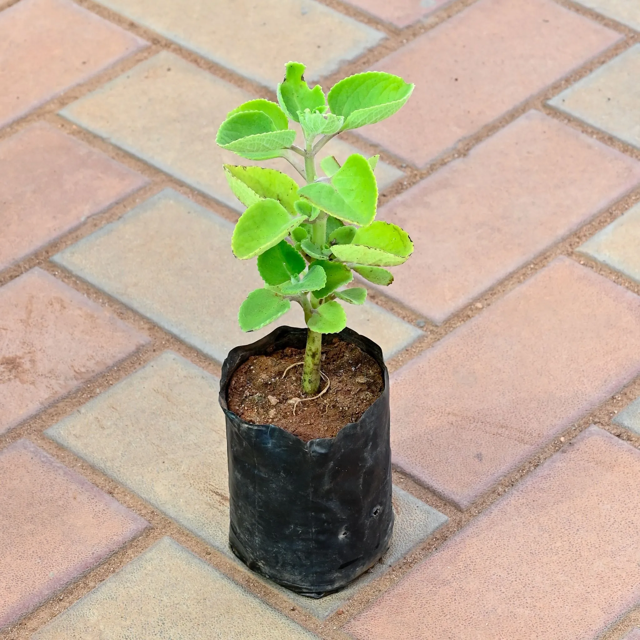 Ajwain in 4 Inch Nursery bag