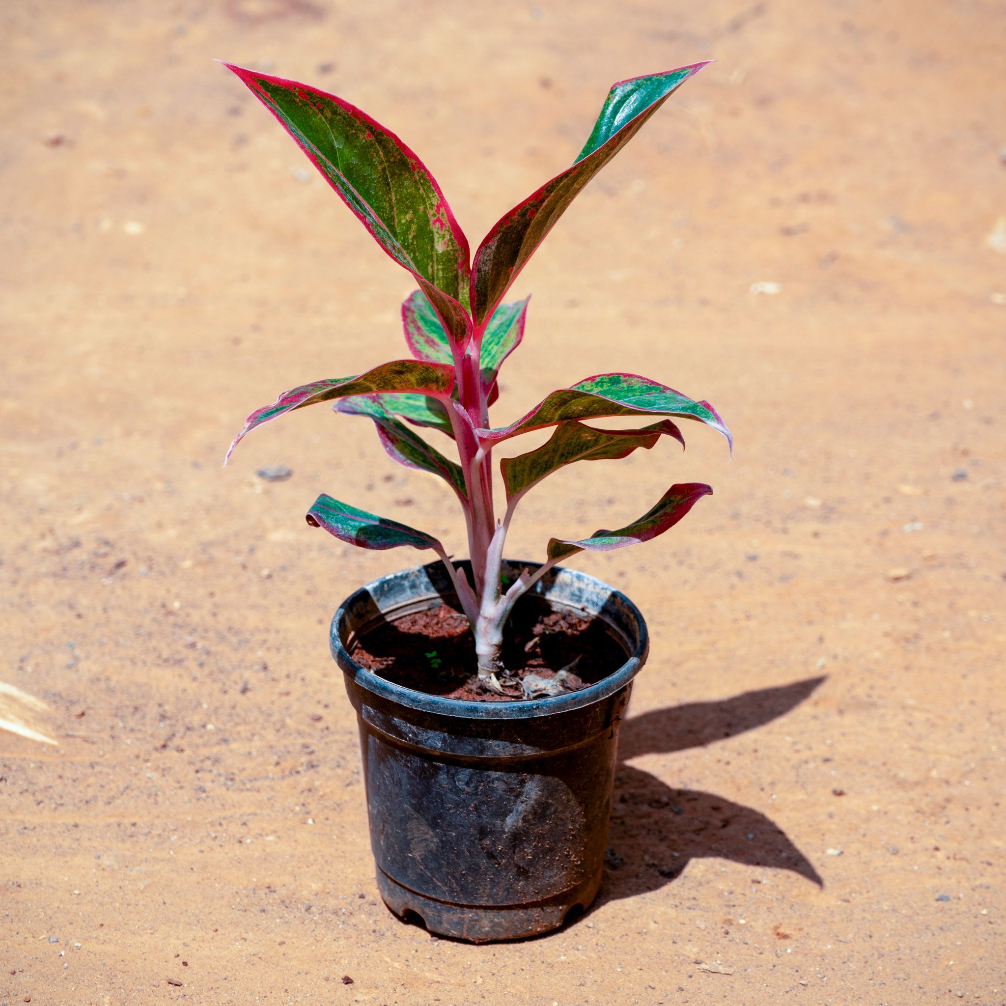 Aglaonema Lipstick in 5 Inch Nursery Pot