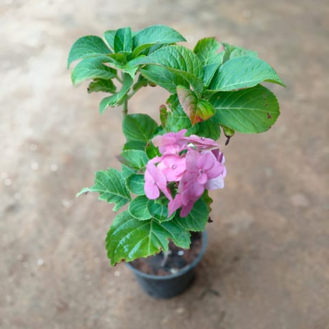 Hydrangea Pink in 5 Inch Nursery Pot