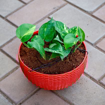 Money Plant Green in 5 Inch Hanging Euro Basket (any colour)
