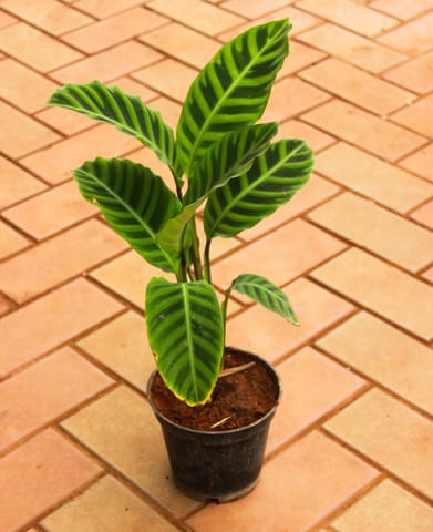 Calathea Zebrina in 5 Inch Nursery Pot