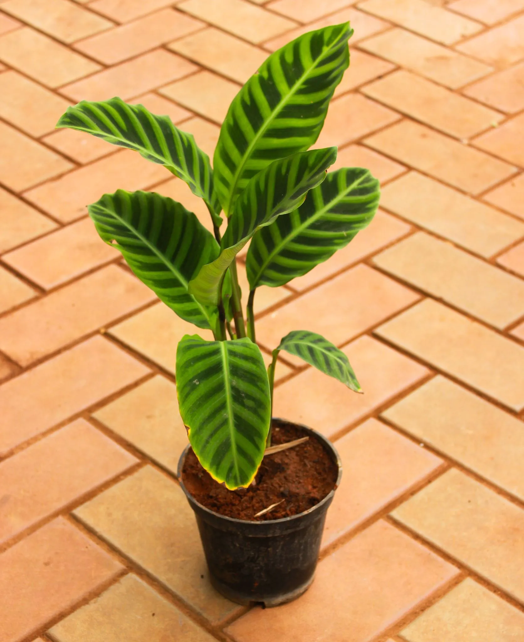 Calathea Zebrina in 5 Inch Nursery Pot