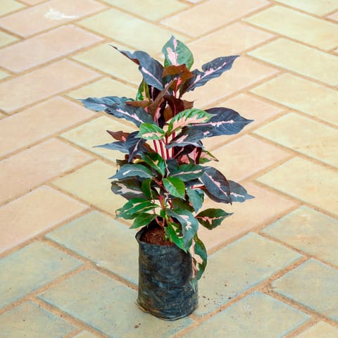 pseuderanthemum / Purple Bush Variegated (~ 1 Ft) in 4 Inch Nursery Bag