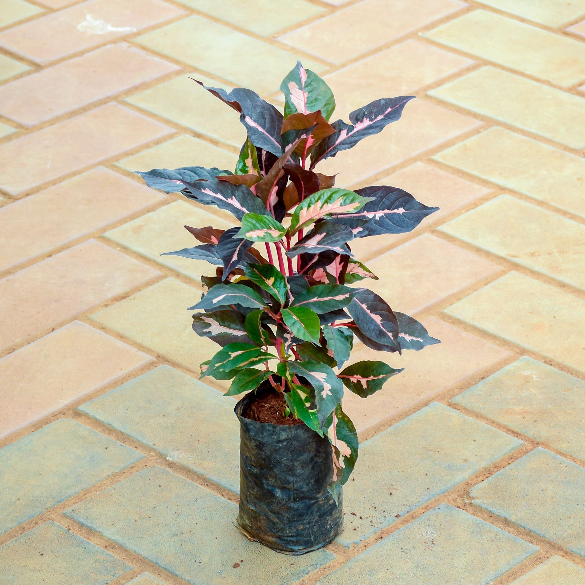 pseuderanthemum / Purple Bush Variegated (~ 1 Ft) in 4 Inch Nursery Bag