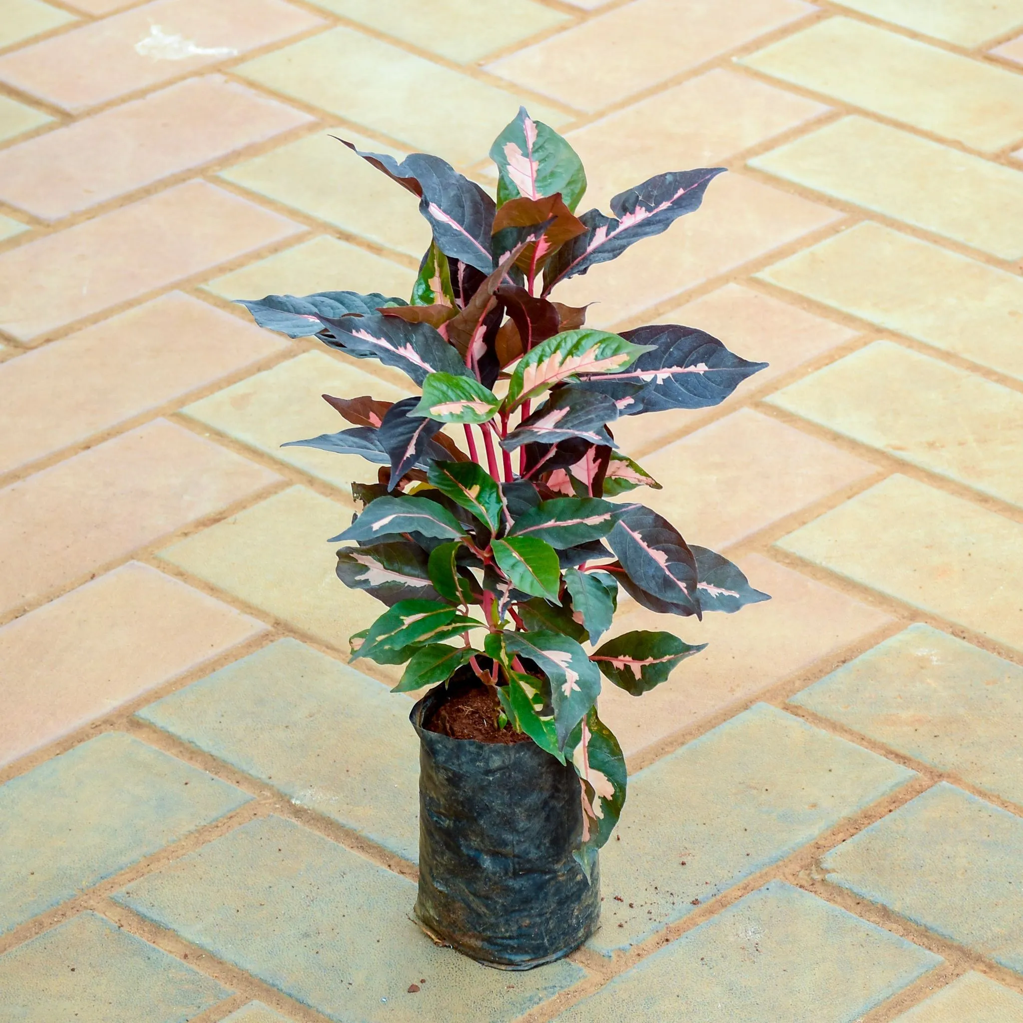 pseuderanthemum / Purple Bush Variegated (~ 1 Ft) in 4 Inch Nursery Bag