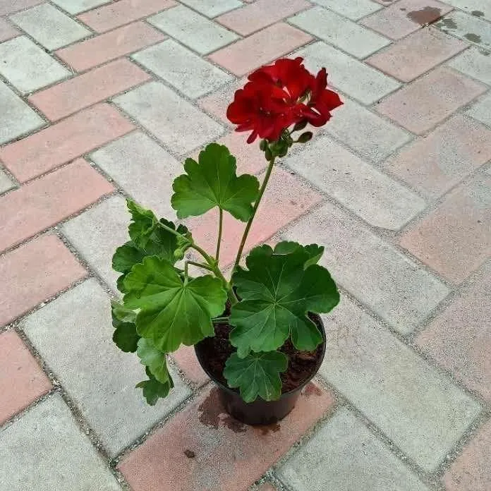 Geranium Maroon in 5 Inch Nursery Pot