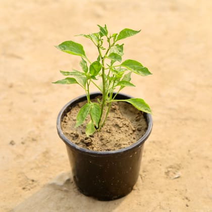 Green Chilli / Mirchi Plant in 6 Inch Nursery Pot