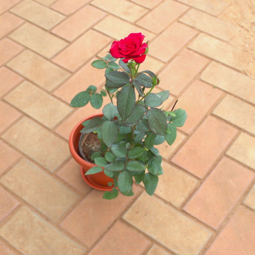 Rose Red in 7 Inch Terracotta Red Classy Plastic Pot With Tray Rose Red in 7 Inch Terracotta Red Classy Plastic Pot With Tray