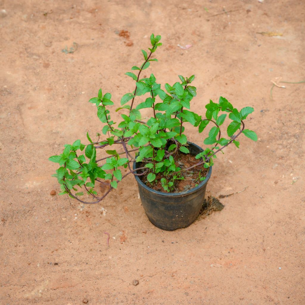 Mint / Pudina in 4 Inch Nursery Pot