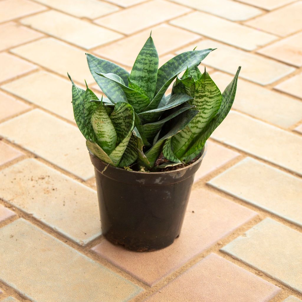 Snake Green Dwarf in 5 Inch Nursery Pot