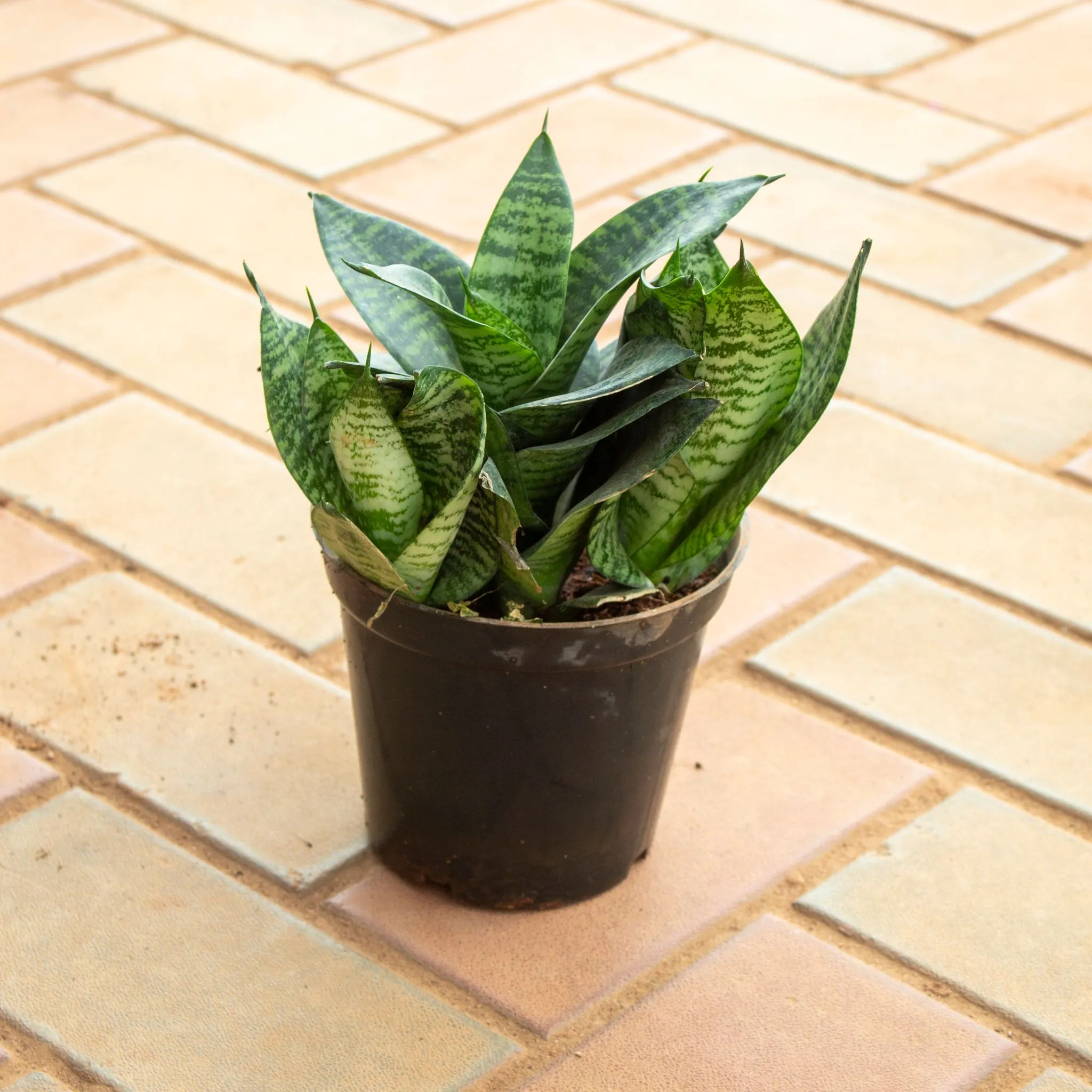 Snake Green Dwarf in 5 Inch Nursery Pot