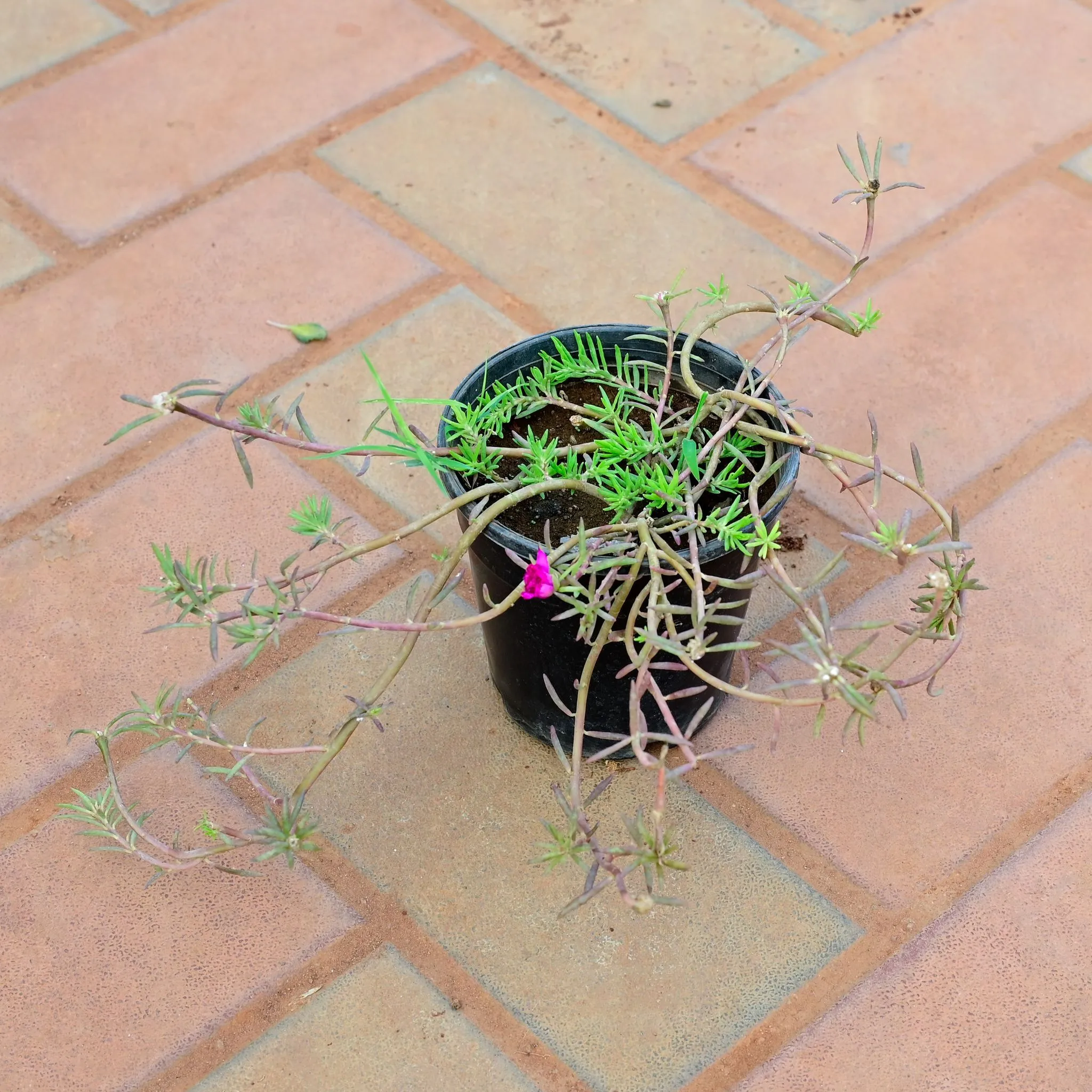 Portulaca Moss Rose ( Any Colour ) in 4 Inch Nursery Pot