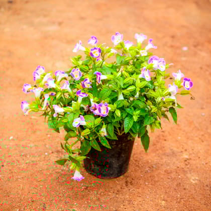 Torenia / Wishbone (any colour) in 4 Inch Nursery Pot