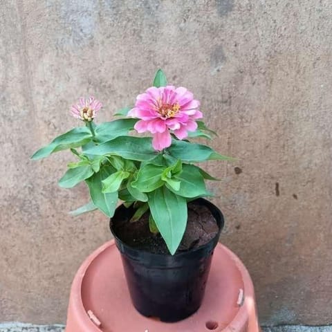 Zinnia (any colour) in 5 Inch Nursery Pot