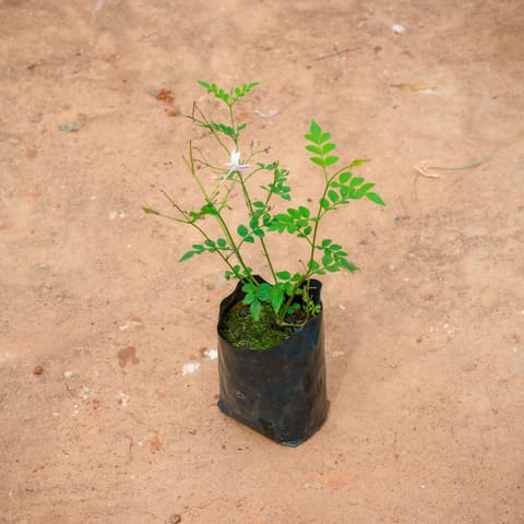 Jagi Malge / Jasmine in 4 Inch Nursery Bag