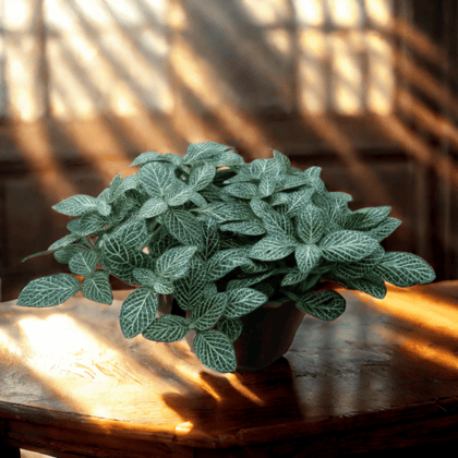 Fittonia in 5 Inch Nursery Pot