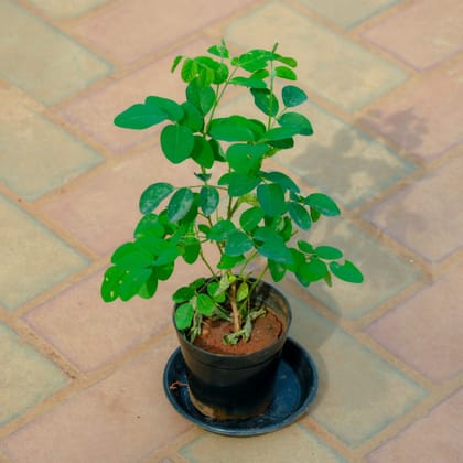 Aparajita / Asian Pigeonwings (Any Colour) in 4 Inch Nursery Pot With Tray