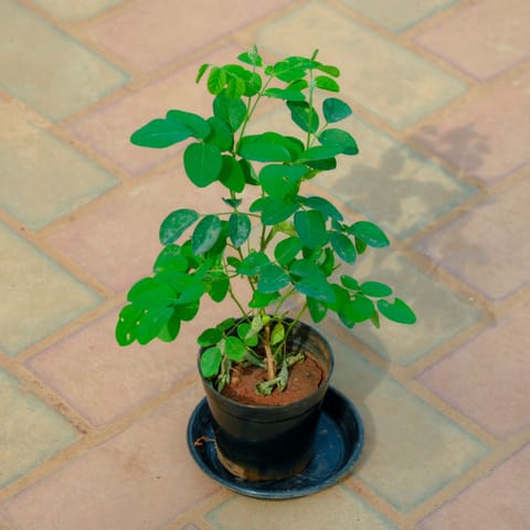 Aparajita / Asian Pigeonwings (Any Colour) in 4 Inch Nursery Pot