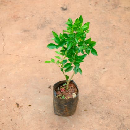 Murraya / Madhu Kamini in 5 Inch Nursery Bag